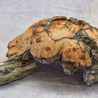 Greg-Fryeweaver-Burl-Bowl-Bottom
